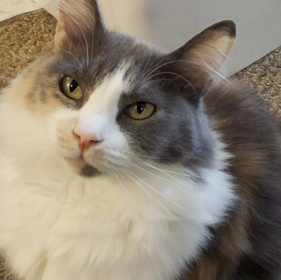 Meet your Posher, Ricki - Picture 1 of 1